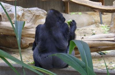 Gorilla