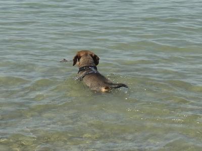 basti bodensee schwimmen