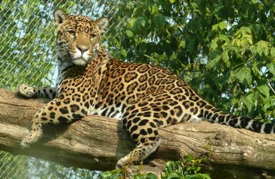 leopard