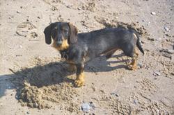 rhein
